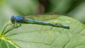 Argia anceps (Cerulean Dancer) male-2.jpg